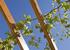 Grapes growing on the Pergola