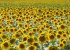 Sun flowers