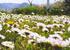 a carpet of daisies in spring