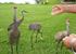 Tame Cranes and Ducks come to be fed