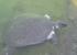 River Turtle