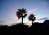 Sunset  The 2 palms