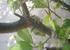 Local Wildlife (baby chameleon) on Lemon tree by Bedroom
