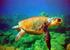 Dalyan Caretta