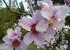 Peach trees in bloom!