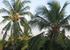 Coconut trees in the garden
