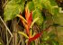 Flowers in the tropical side garden