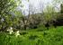 Orchard in spring