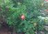 Pomegranates in the Garden.